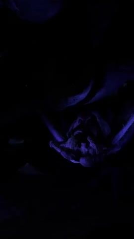 In a very dark setting, a large, spider-like animatronic creature is illuminated by purple light. The creature's legs and head/mandibles are in motion, suggesting a slow, deliberate movement. Its form is intricate, with visible texture and segmented limbs, enhanced by the contrasting light against the black background. The scene appears to be part of a themed attraction or dark ride, designed to evoke a sense of mystery or fear. The overall ambiance is dark and eerie. There is no visible text.