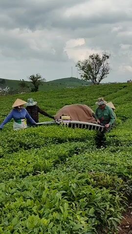 The video shows four people using a mechanized tea harvester in a tea field. The workers are wearing hats and working together to guide the machine along the rows of tea bushes. The machine has a long, toothed blade and a covered container to collect the tea leaves. The field is on a hillside, and the sky is overcast.