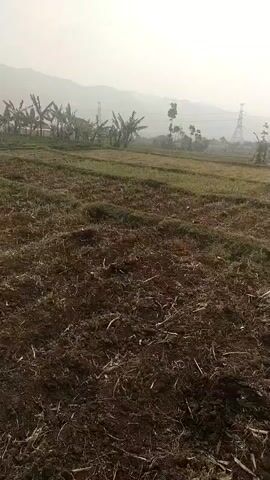 The video shows a view of a field with some banana trees and mountains in the background. There are also some power lines visible in the distance. The sky is hazy and the overall lighting suggests it might be early morning or late afternoon. The ground in the foreground is dark and appears to have been recently tilled or disturbed.