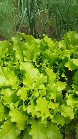 A video displays a close-up, panning shot of a lush, bright green lettuce patch growing in a garden. The lettuce leaves are ruffled and appear healthy. In the background, other green plants, possibly herbs or onions, are visible. The lighting suggests it is daytime, and the overall scene depicts a vibrant and thriving vegetable garden.