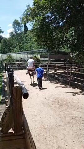 Two individuals are in an outdoor enclosure with a dirt ground and wooden fences. One person, wearing a white shirt and a hat, is riding a horse. The other person, in a blue shirt and dark pants, is walking behind the horse. Trees and foliage are visible in the background, along with some covered structures. The sky is clear and blue.