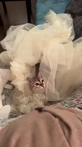 A kitten peers out from a pile of creamy-white sheer fabric. The kitten's head and neck are visible, with its ears perked up and its eyes wide open, looking directly at the camera. The fabric is gathered and ruffled around its neck, resembling a large, ornate collar or the skirt of a dress. The background is out of focus but suggests an indoor setting, possibly a bed with blankets or other textiles visible. The lighting is soft, illuminating the kitten and the fabric.