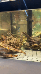 Moscow Asian restaurant scene with live seafood, performers documented