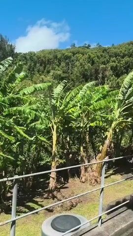 The video shows a landscape with banana trees in the foreground and a lush green hillside in the background under a clear blue sky with a few white clouds. A metal railing runs across the bottom of the frame, and a grey circular object with a black lid is visible on the right side. The banana trees are tall with large, green leaves that are rustling, suggesting wind. The ground is covered in grass and some other plants. There are no people visible in the video.