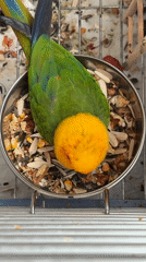 Slime bubbles, a colorful parrot, and crafts at home in Khimki