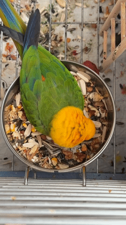 Slime bubbles, a colorful parrot, and crafts at home in Khimki