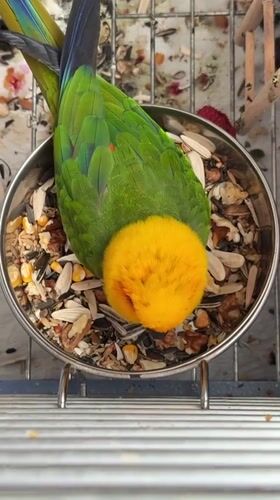 Slime bubbles, a colorful parrot, and crafts at home in Khimki