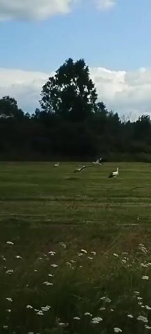 A video shows a grassy field with several storks scattered across it. In the foreground, tall grass with white flowers can be seen. In the middle ground, a stork is in flight with its wings spread wide. Other storks are standing or walking in the field. In the background, a line of trees forms a dense border against a partly cloudy sky.