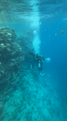 Tourists snorkel and dine in Sharm El Sheikh waters