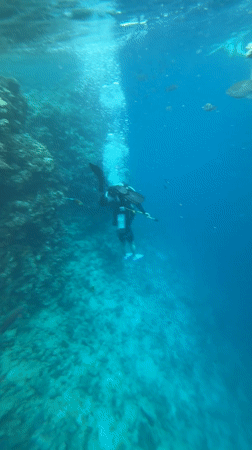 Tourists snorkel and dine in Sharm El Sheikh waters