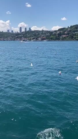 The video shows a view from a boat on a body of water, likely a strait or river, with a city skyline in the background. The water is blue and choppy, with whitecaps indicating movement. Several seagulls are flying over the water, with one in the foreground clearly visible. The city appears to be on a hill, with buildings of various heights, including skyscrapers, visible against a clear blue sky with scattered white clouds. Lush green vegetation covers the hillsides. The overall impression is a scenic coastal or riverside view on a sunny day.