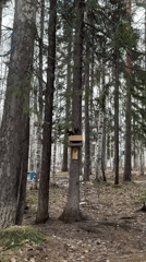 Squirrel climbs bird feeder in Russian forest near Ust-Ilimsk