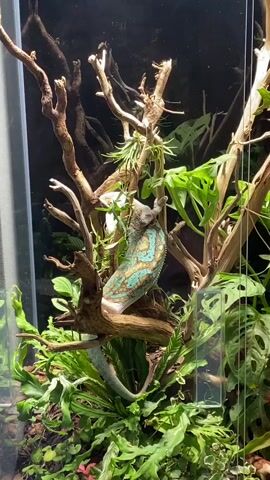 A chameleon is in a terrarium with a lot of plants and branches. The chameleon is climbing on a branch and eating something. The chameleon's colors are green and blue. The chameleon's mouth is open, and it is eating a pink object. There are other plants in the terrarium, including ferns and a monstera. The terrarium is lit from above, and the background is dark.