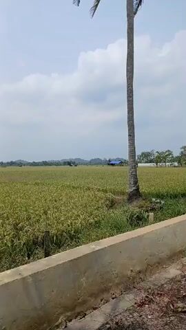 A tall palm tree stands on the right side of the frame in front of a vast, green field that appears to be a rice paddy. In the distance, a few small buildings, including one with a blue roof, are visible. The sky is overcast with scattered clouds. A concrete barrier runs along the bottom of the frame, with some dry leaves and debris on the ground in front of it. The camera pans slightly to the left, revealing more of the expansive field and the distant landscape. The overall scene suggests a rural, agricultural setting.