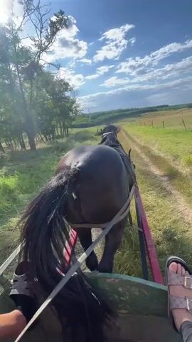 A first-person perspective video shows a person riding in a horse-drawn cart. The cart appears to be made of wood and is being pulled along a dirt path through a grassy field. The horse, a dark brown or black color, is visible in front of the cart, pulling it forward. Trees line the left side of the path, and the sky above is blue with scattered clouds. The sun is shining, casting a warm light on the scene. The person's feet, wearing sandals, are visible in the foreground of the cart. The video captures the movement of the horse and cart through the natural landscape.