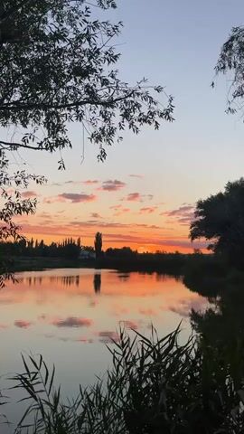 A video captures a serene lake at sunset. The sky is ablaze with orange and pink hues, reflecting on the calm water. Silhouetted trees frame the scene, with reeds in the foreground swaying gently. The reflection of the sky and trees creates a mirror image on the lake's surface. A single tall tree stands out against the horizon. The overall atmosphere is peaceful and tranquil.