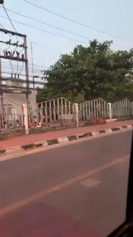 The video depicts a tan dog walking along a red and black-striped sidewalk, near a road. A metal fence stands to the side of the sidewalk. The footage appears to be taken from a moving vehicle. Behind the fence, greenery and a building with utility poles are visible. The sky appears to be light, suggesting either early morning or late afternoon.