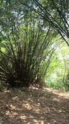 The video captures a dense bamboo forest with a narrow dirt path winding through it. The bamboo stalks are tall and green, forming an archway over the path. Sunlight filters through the leaves, dappling the ground. Fallen bamboo leaves and debris litter the path, and a plastic bag is visible in the lower right corner. The camera moves slowly, panning across the scene, creating a sense of peaceful immersion in nature.