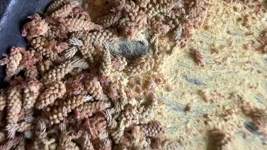 The video shows pine pollen and conelets in a pan. Someone strains the pine pollen, leaving a yellow powder in the pan.  The strainer is then taken off of the pan and placed in a plastic bag with more pine pollen and conelets.