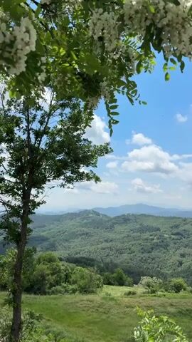 The video displays a static vertical shot of a serene, expansive natural landscape. In the immediate foreground, out-of-focus branches with white flowers partially frame the top left and right corners of the screen. A dark tree trunk is visible on the far left. The middle ground features a gently sloping green grassy field that transitions into a vast panorama of rolling hills covered in dense green deciduous trees, extending to the horizon. The sky above is a vibrant blue with scattered fluffy white clouds. The camera slowly pans upwards from 0:01 to 0:02, revealing more of the sky and less of the foreground branches. From 0:03 to 0:05, the camera slowly pans downwards, returning to the initial framing of the scene, showcasing the full scope of the green hills and the bright sky.