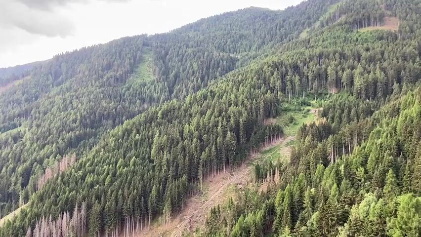 This media file is a video clip showcasing a dense evergreen forest covering a steep mountainside. The scene is dominated by tall, dark green conifer trees, creating a uniform carpet of foliage that stretches across the frame. The terrain is rugged and uneven, with visible patches of lighter soil and rocks where the trees are less dense, suggesting a natural or possibly managed forest.

In the foreground, the trees are closer and more distinct, revealing their tall, slender trunks. As the view recedes up the mountainside, the trees merge into a textured mass. There are some areas where the forest appears to have been disturbed, with lighter colored, sparser vegetation or bare earth visible, possibly indicating past logging, landslides, or natural damage.

The time of day appears to be late afternoon or early evening, judging by the soft, diffused light filtering through the sky and casting subtle shadows. The weather seems overcast, with dramatic, dark clouds dominating the upper portion of the frame. However, there are hints of brighter sky peeking through in the distance, suggesting the possibility of clearing or a distant sunset.

The setting is a mountainous region, likely in the Alps, given the location context of Freienfeld - Campo di Trens, Italy. The scale of the mountainside and the vastness of the forest evoke a sense of nature's grandeur and remoteness. There are no people or man-made objects clearly visible in the primary focus of the video, emphasizing the wild and natural aspect of the landscape. The overall mood is serene and somewhat somber due to the overcast sky, but also awe-inspiring due to the sheer scale and density of the forest. There is no visible text in the media file.