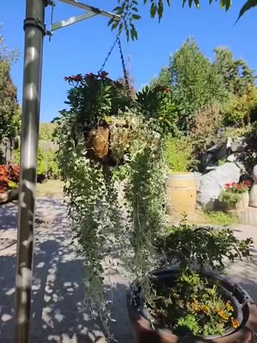 This is a close-up, medium shot video of a hanging planter filled with green, vine-like plants and some red flowers. The planter is hanging from a metal pole on a sunny day, with trees and a rock garden in the background. The camera pans slightly to the left and right, showing the full length of the hanging vines.