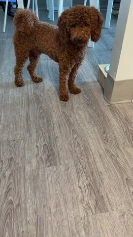 A small, reddish-brown poodle stands on a light gray wood-patterned floor. The dog is facing the camera and is looking slightly to the right. Its tail is curled over its back. In the background, white chairs are visible, along with a portion of a white wall. To the right of the dog, there is a light gray structure and a wooden object with a metal bowl on it. The dog opens its mouth and pants briefly at 00:02.