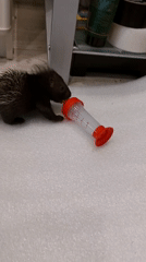 Baby porcupine feeds while gecko rests in Russian home