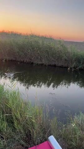A video captures a serene fishing scene at dusk. Tall reeds line a narrow waterway, their reflections shimmering on the calm surface. The sky above is painted with the warm hues of a setting sun, casting a soft glow over the landscape. In the foreground, a person is visible, their arm extended as they reel in their fishing line. The tip of the fishing rod bends, indicating a catch. The water near the reeds shows signs of disturbance, with ripples suggesting movement beneath the surface. The overall atmosphere is peaceful and tranquil, evoking the quiet enjoyment of nature and the thrill of angling.