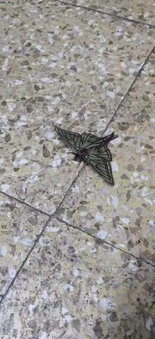 The video shows a moth resting on a tile floor. The moth is predominantly green and has long tails on its wings. The tile floor is a light beige color with white and brown speckles, divided into squares by grout lines. The camera angle is directly above the moth, capturing a clear view of its details.