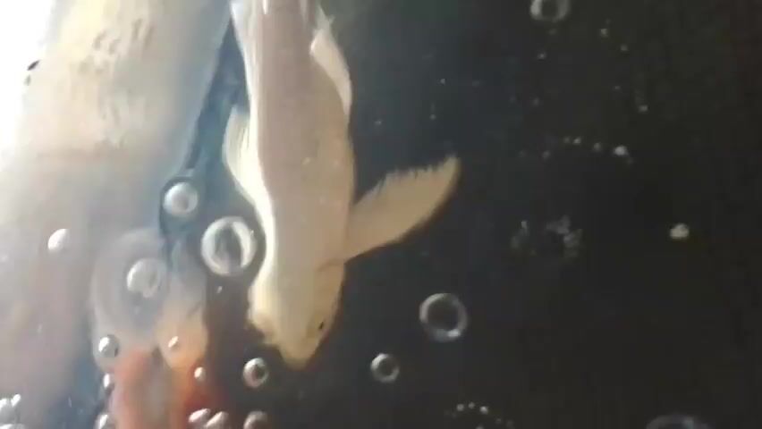 This video shows a close-up, underwater view of several koi fish swimming in murky water. The fish are of various colors, including orange and white. There are bubbles present in the water, suggesting aeration or movement. The lighting is dim, and the focus is on the fish and their movements.
