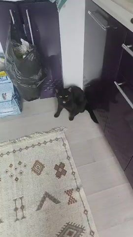 A black cat is seen at the edge of a rug, with its paw resting on the rug. The cat is in a kitchen or hallway area, with a trash bag and kitchen cabinets visible in the background. The cat moves its paw to scratch the rug.