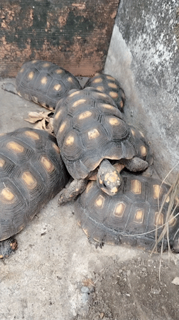 Domestic cats, tortoises share garden space in Venezuelan home