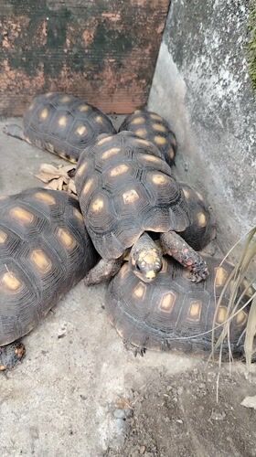 Domestic cats, tortoises share garden space in Venezuelan home
