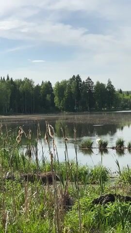 The video shows a still, tranquil lake scene.  The foreground has tall grass and cattails. The lake itself is calm with small patches of green vegetation breaking the surface. A single white swan swims among the vegetation. The far side of the lake is lined with a forest. The sky is blue with light cloud cover.