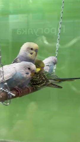 Three budgerigars (parakeets) are perched on a wooden dowel, which is suspended by metal chains, likely inside a cage or display enclosure. The bird closest to the camera on the left is predominantly light blue and white. Behind it, in the center, is a bird with a yellow head and green and blue markings on its body. On the right, further back, is another light blue and white budgerigar.

The birds appear calm, with the central bird looking directly towards the viewer. The background is a vibrant, somewhat blurry green, possibly a wall or tinted glass behind them. A notable detail is the reflection on the glass surface in front of the birds, showing inverted Cyrillic text. Visible fragments of the reversed text include "БЯULO¶П", suggesting a Russian-speaking environment, which aligns with the provided location context of Селекционер-2 Снт, Russia. The image captures the birds simply resting or observing their surroundings within their enclosure.