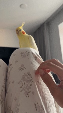 Curious cockatiel poses across multiple close-up shots in Krasnoyarsk