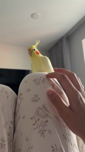 Curious cockatiel poses across multiple close-up shots in Krasnoyarsk