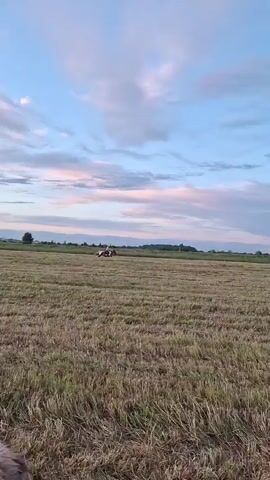 A wide shot captures a vast, dry, golden field under a twilight sky. Wispy clouds, tinged with pink and purple, stretch across a pale blue expanse. In the distance, a line of trees forms a dark silhouette against the horizon, with a few buildings nestled among them. Near the center of the frame, a solitary figure on horseback navigates the field. The horse appears to be a dark color, and the rider is wearing light-colored clothing. The overall impression is one of peaceful solitude in a rural landscape at dusk. The video appears to be filmed in Kaporskoe, Russia.