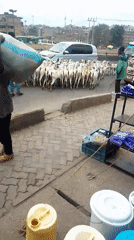 Morning street life documented across Nairobi neighborhoods