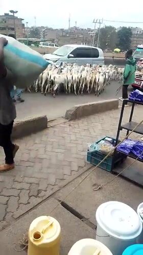 Morning street life documented across Nairobi neighborhoods