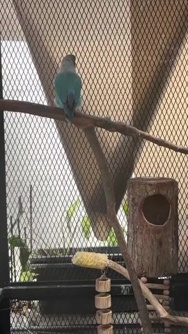 A blue bird is perched on a branch inside a cage. The bird is facing away from the camera. To the right of the bird is a wooden birdhouse with a hole in it. Below the birdhouse, there is a piece of corn on the cob hanging from a string. The cage has a mesh wire exterior. The background is out of focus and appears to be plants and a wall.