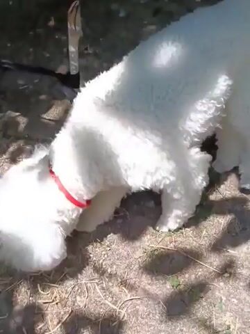 A white dog with a red collar is sniffing the ground. A brown chicken is tethered by a leash to a black object on the ground. The scene appears to be outdoors with dirt and grass visible.