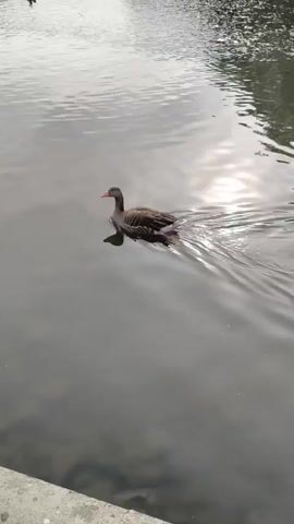 A single goose swims across a body of water, its reflection visible below. Sunlight glints off the water's surface, creating a shimmering effect. In the distance, more geese are visible near the shore. The water is calm, with gentle ripples spreading from the swimming goose. The foreground shows a rocky edge of the water. The overall scene is serene and natural.