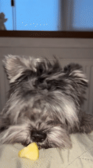 Dog watches Medvedev tennis match on laptop in Russia