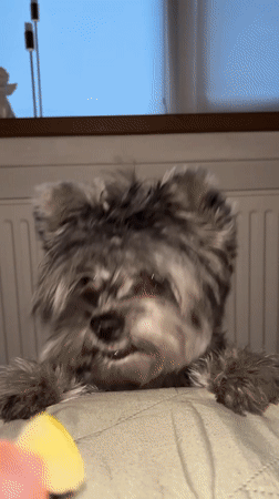 Dog watches Medvedev tennis match on laptop in Russia