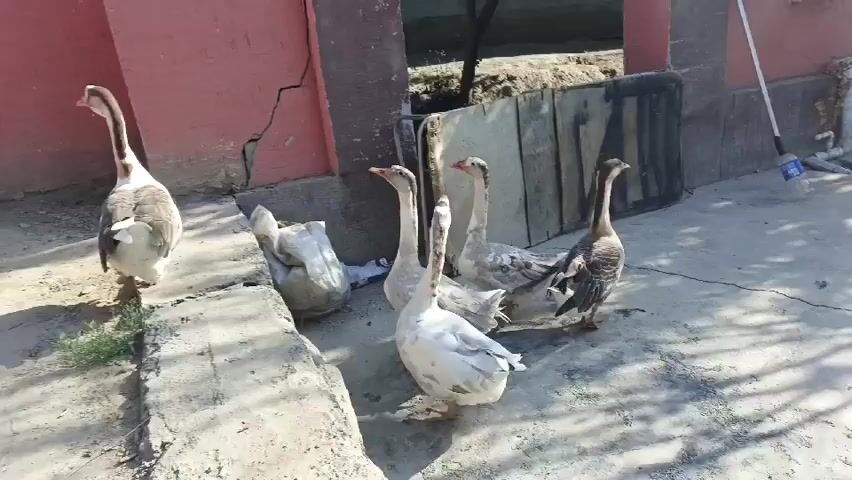 A group of geese are gathered on a concrete surface in front of a building. There are at least five geese visible. One goose, mostly white with some gray markings, is standing on the left side of the frame, facing away from the camera. In the center, four geese are clustered together. Two are predominantly white with gray markings, and two are mostly gray. One of the gray geese is looking up and appears to be vocalizing. Behind the geese, there is a wooden structure with a fence and a red-colored wall. A white plastic bottle is visible on the right side of the frame, next to a long pole. The lighting suggests it is daytime.
