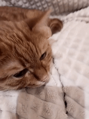 Orange tabby cat lounges on a blanket in Vologda