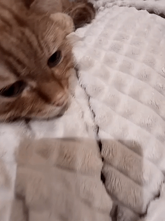 Orange tabby cat lounges on a blanket in Vologda