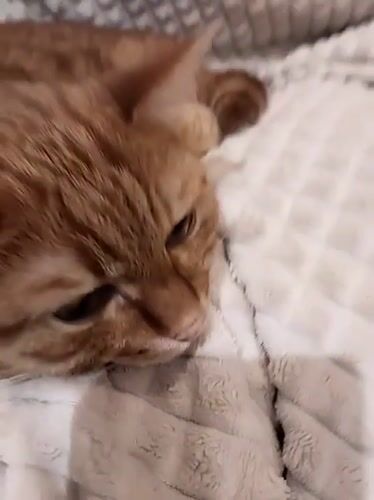 Orange tabby cat lounges on a blanket in Vologda